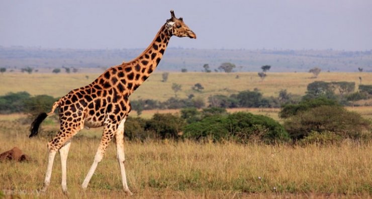 wt_giraffeneck_free-768x411.jpg